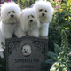 Image for article titled Barbra Streisand's Dogs: We Miss Our Dead Clone Mom